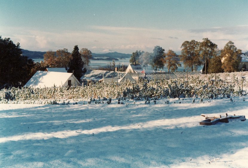 Gartneri vinter 70 åra